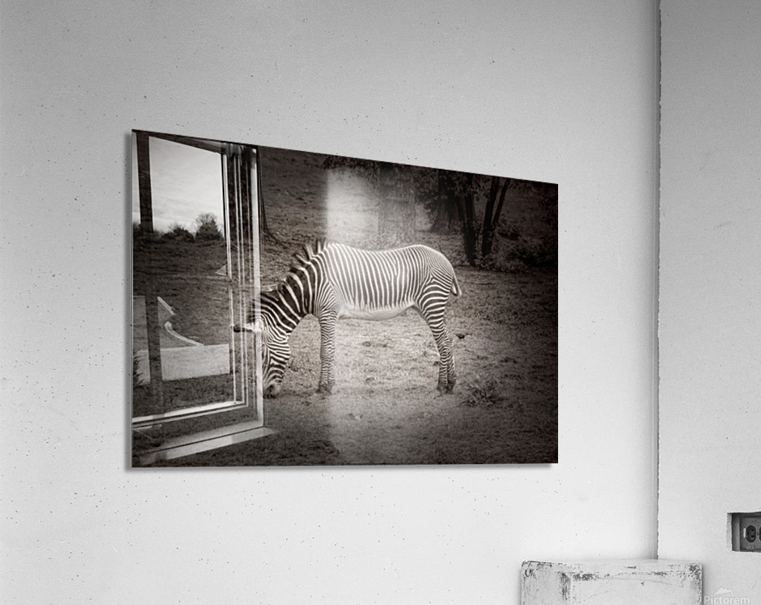 Sleeping While Standing In Black and White Acrylic Print