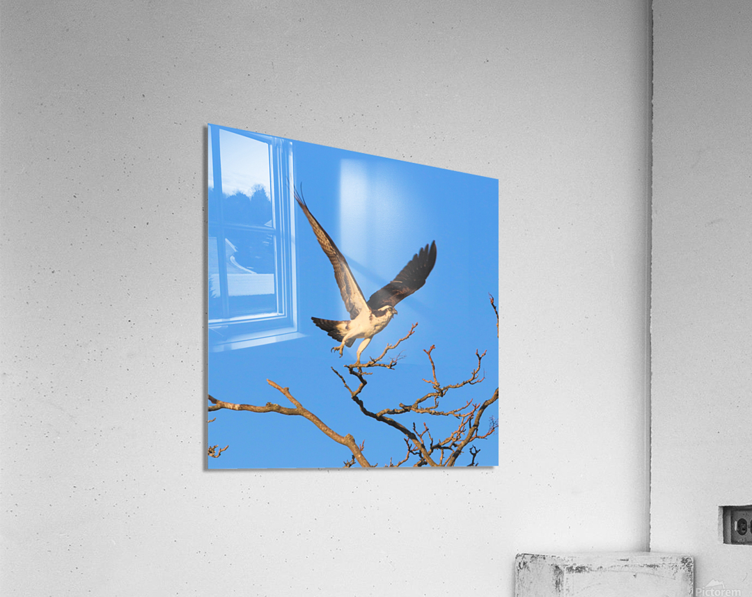 Osprey Takeoff Acrylic Print
