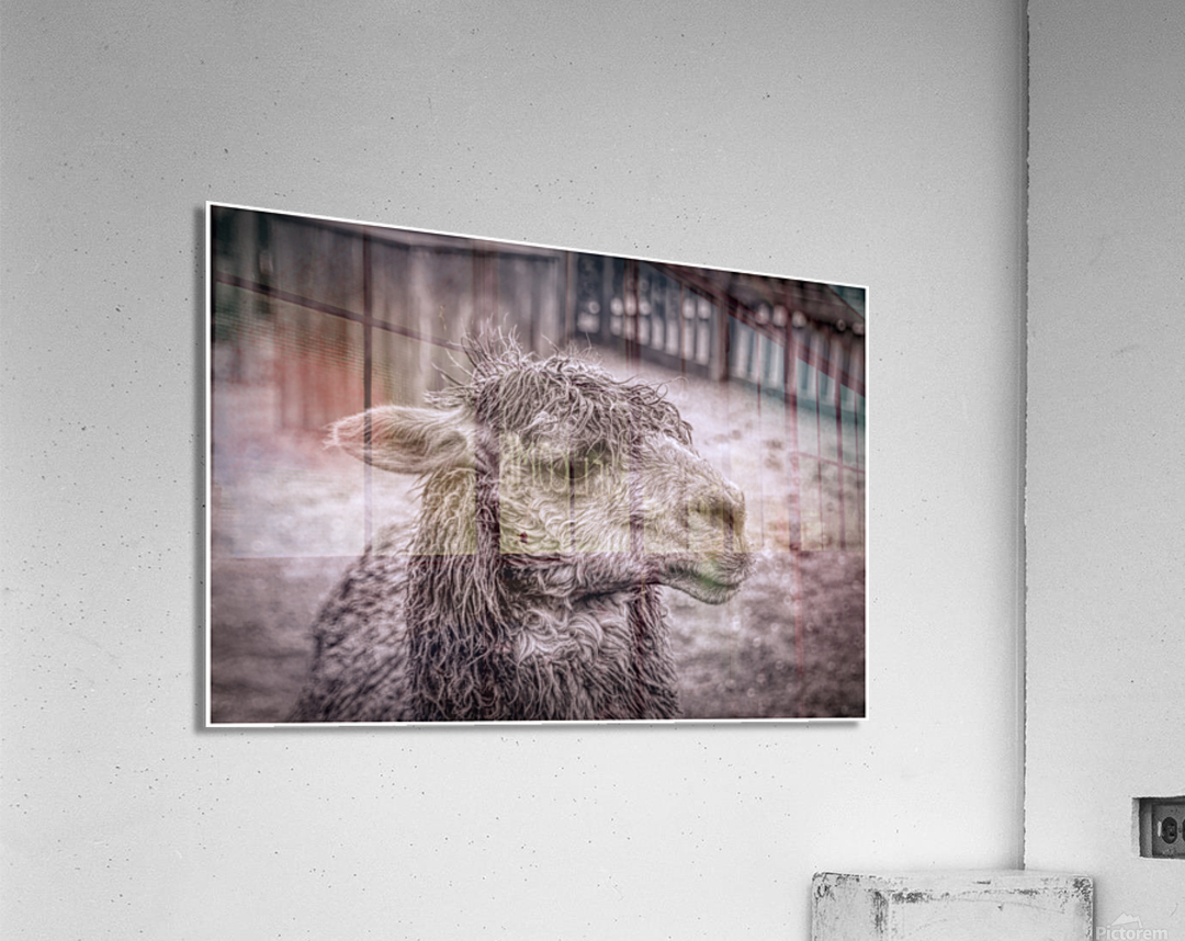 A Is For Alpaca Acrylic Print