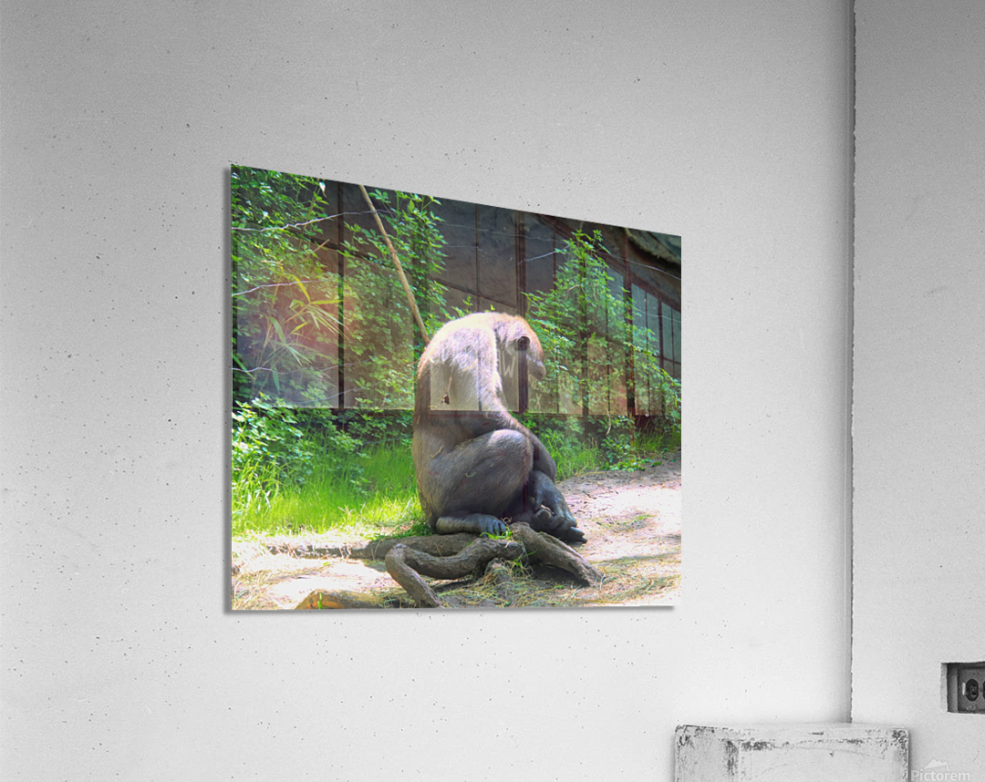 Mid Day Nap Impression acrylique