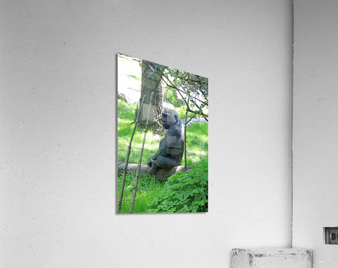  Western Lowland Gorilla Acrylic Print