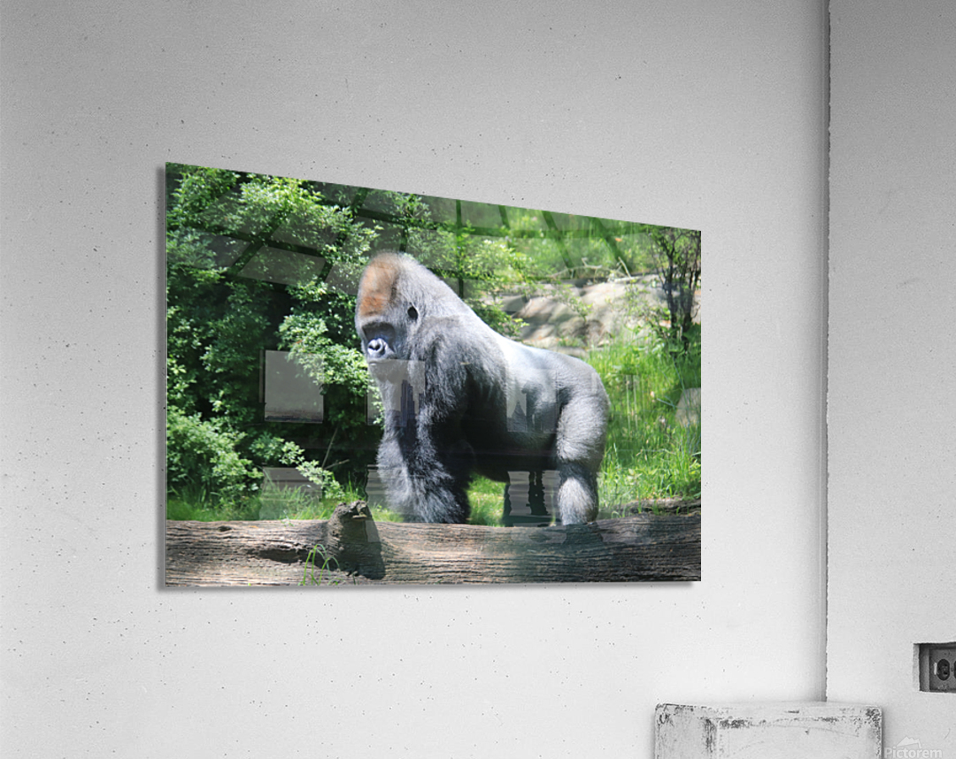 Silverback Gorilla Impression acrylique