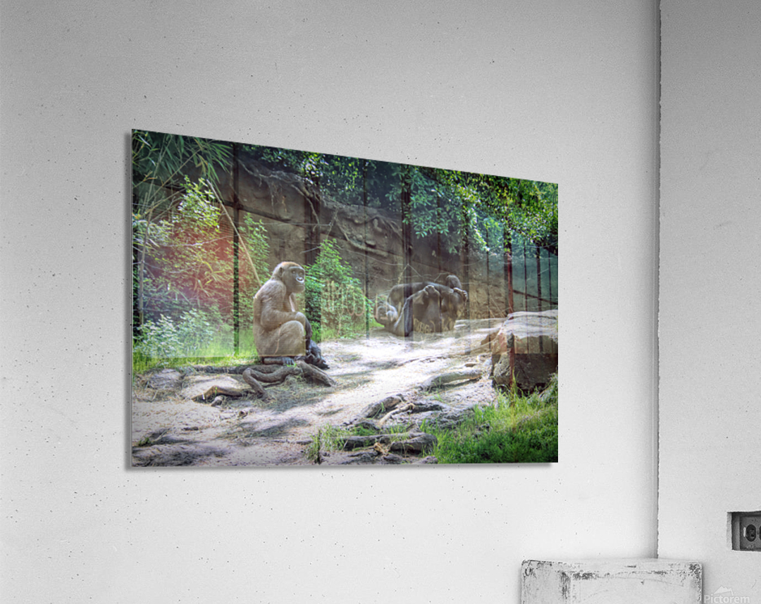 Monkeying Around Impression acrylique