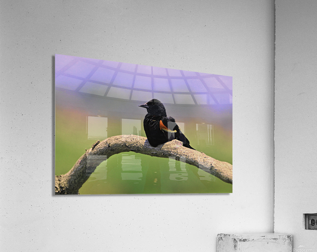 Perched Red Winged Blackbird Impression acrylique