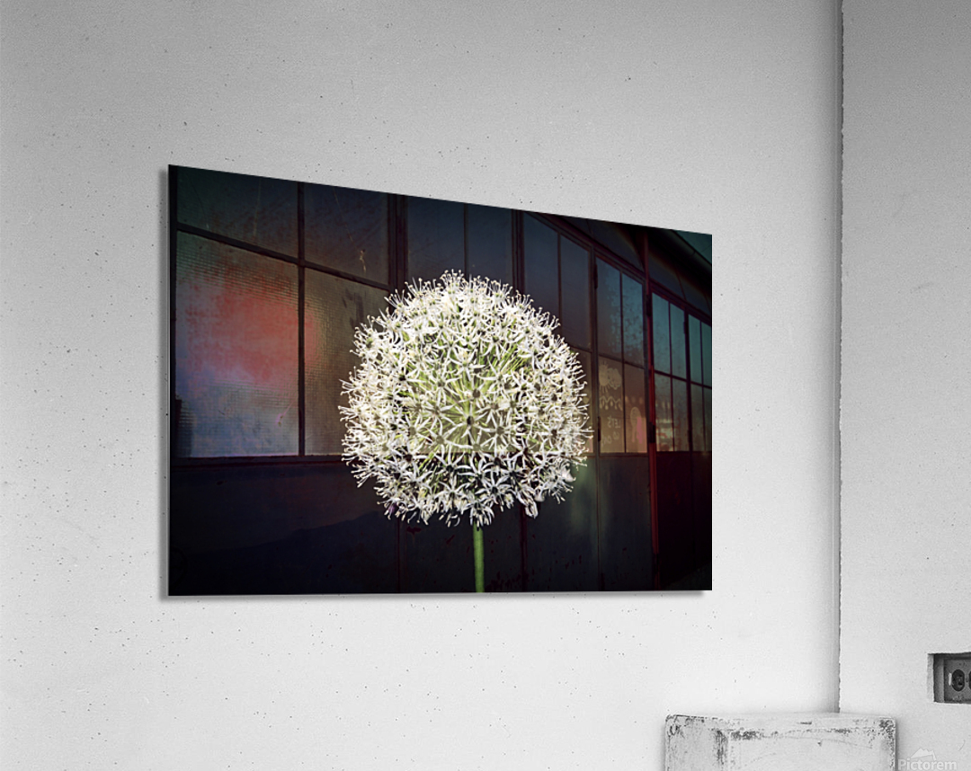 White Allium Acrylic Print