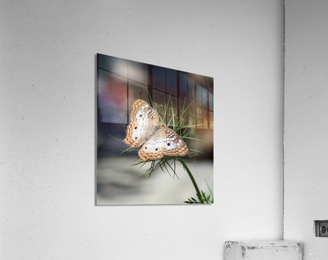 White Peacock Acrylic Print