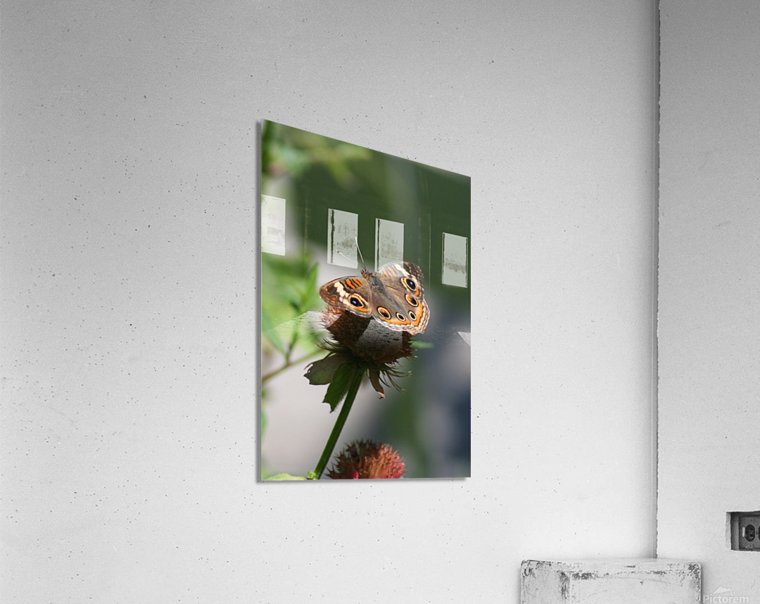 Buckeye Impression acrylique