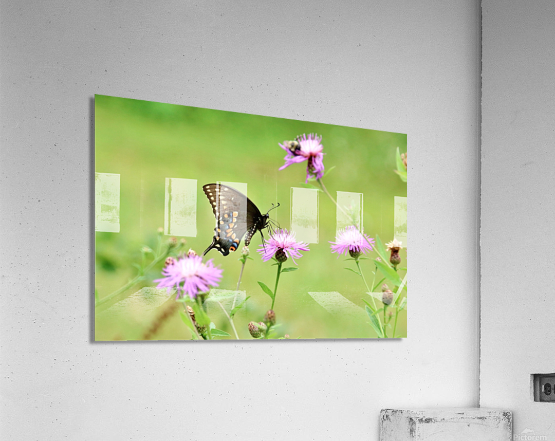 Swallowtail On Wild Flowers Acrylic Print