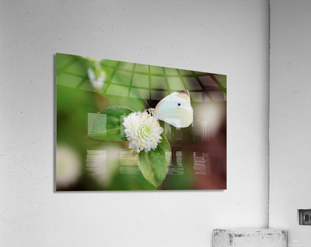 Cabbage White Butterfly On Globe Amaranth Impression acrylique