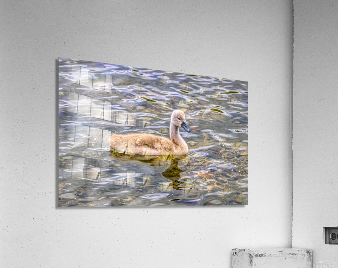Cygnet On The Pond Impression acrylique