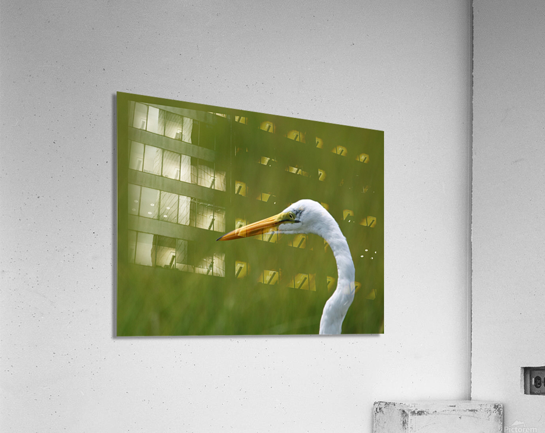 Great Egret Profile Acrylic Print