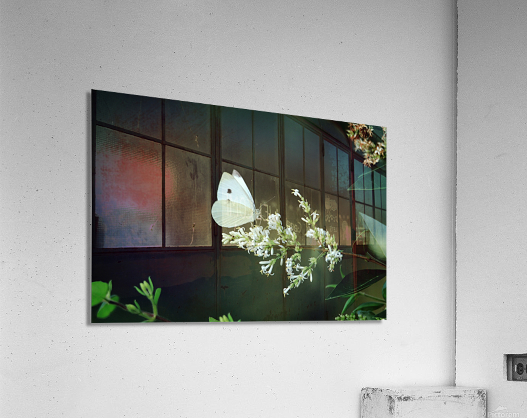 Cabbage White On A White Flower Impression acrylique