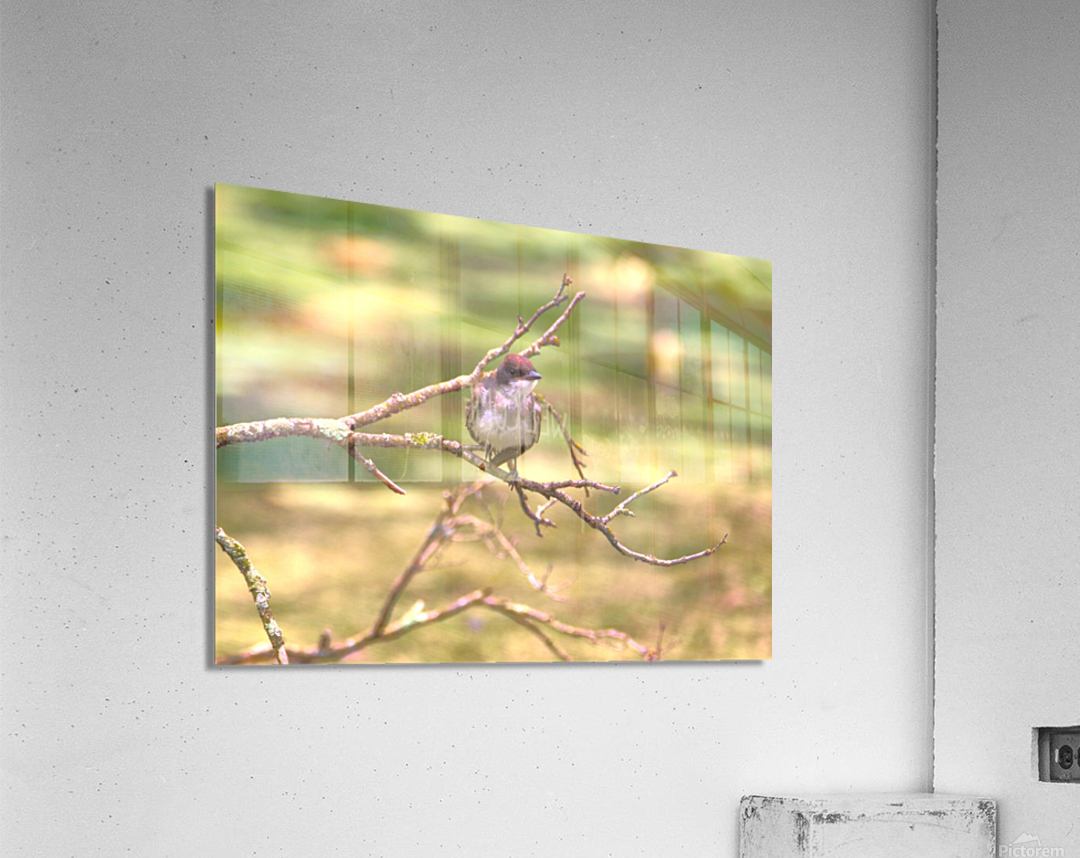 Eastern King Bird Enjoying The Day Acrylic Print