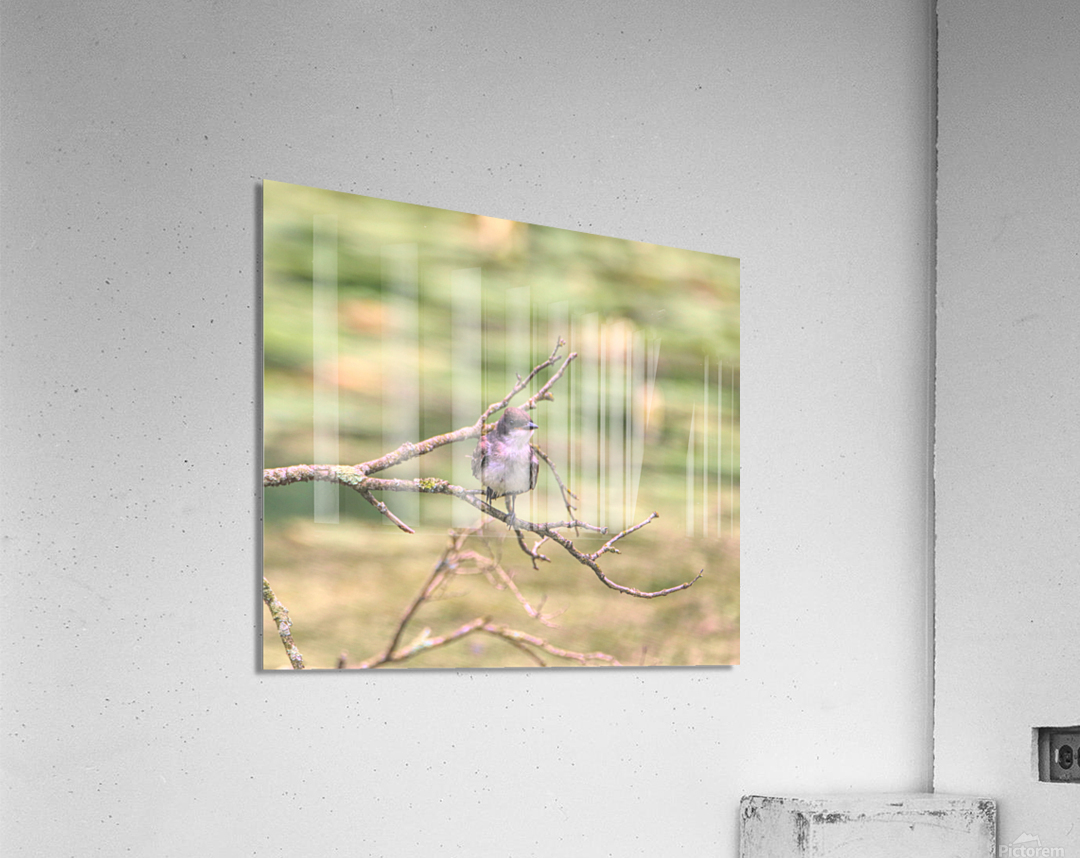 Eastern King Bird On A Branch Acrylic Print