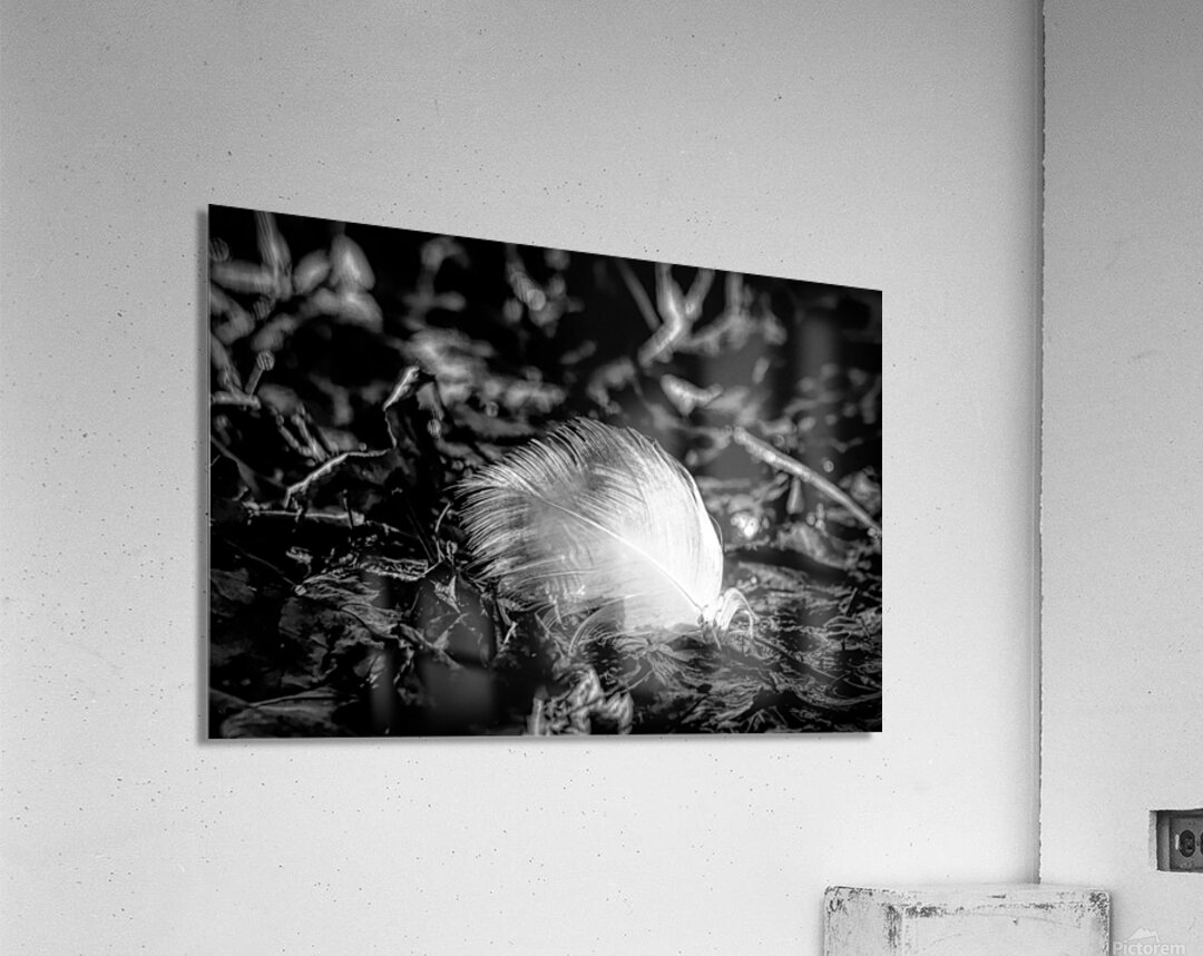 White Feather Acrylic Print
