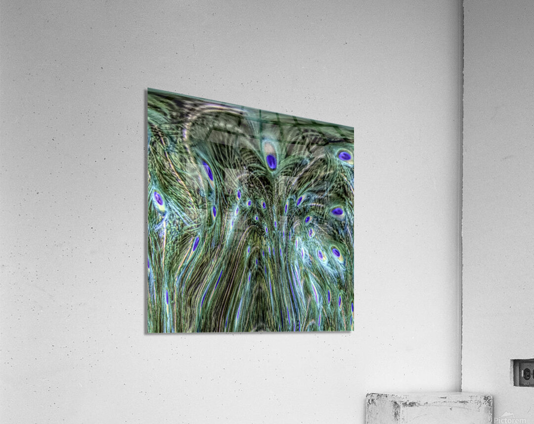 Peacock Underwater Acrylic Print