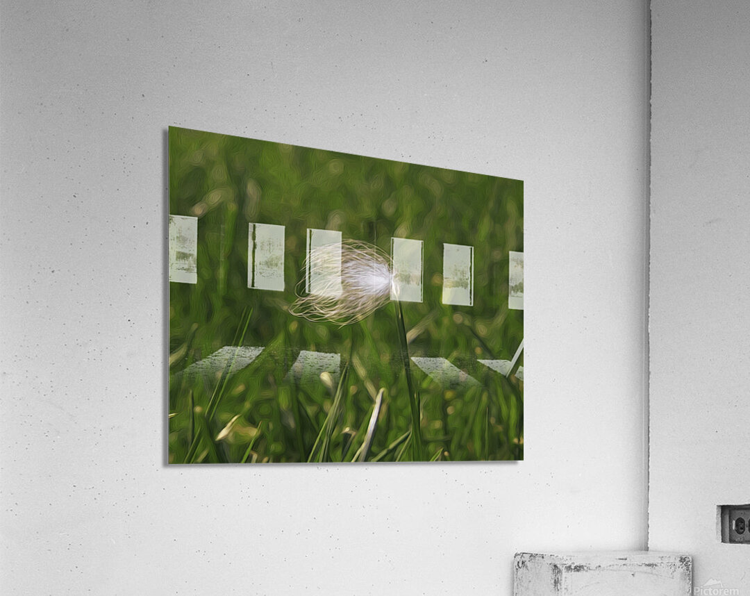 Feather Stuck O A Blade Of Grass Acrylic Print