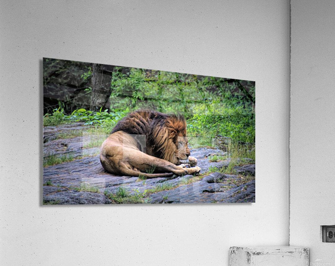 Will The Lion Sleep Tonight Acrylic Print