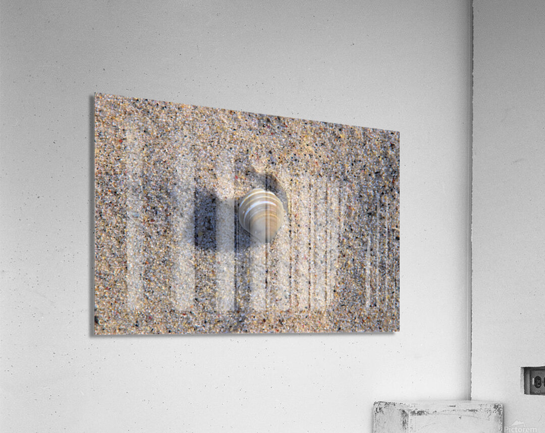 Solo Shell Acrylic Print