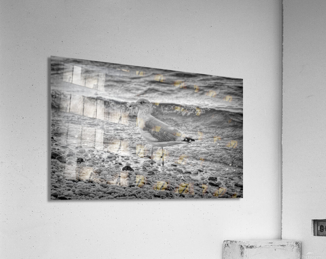 Black and White Sea Gull  Acrylic Print