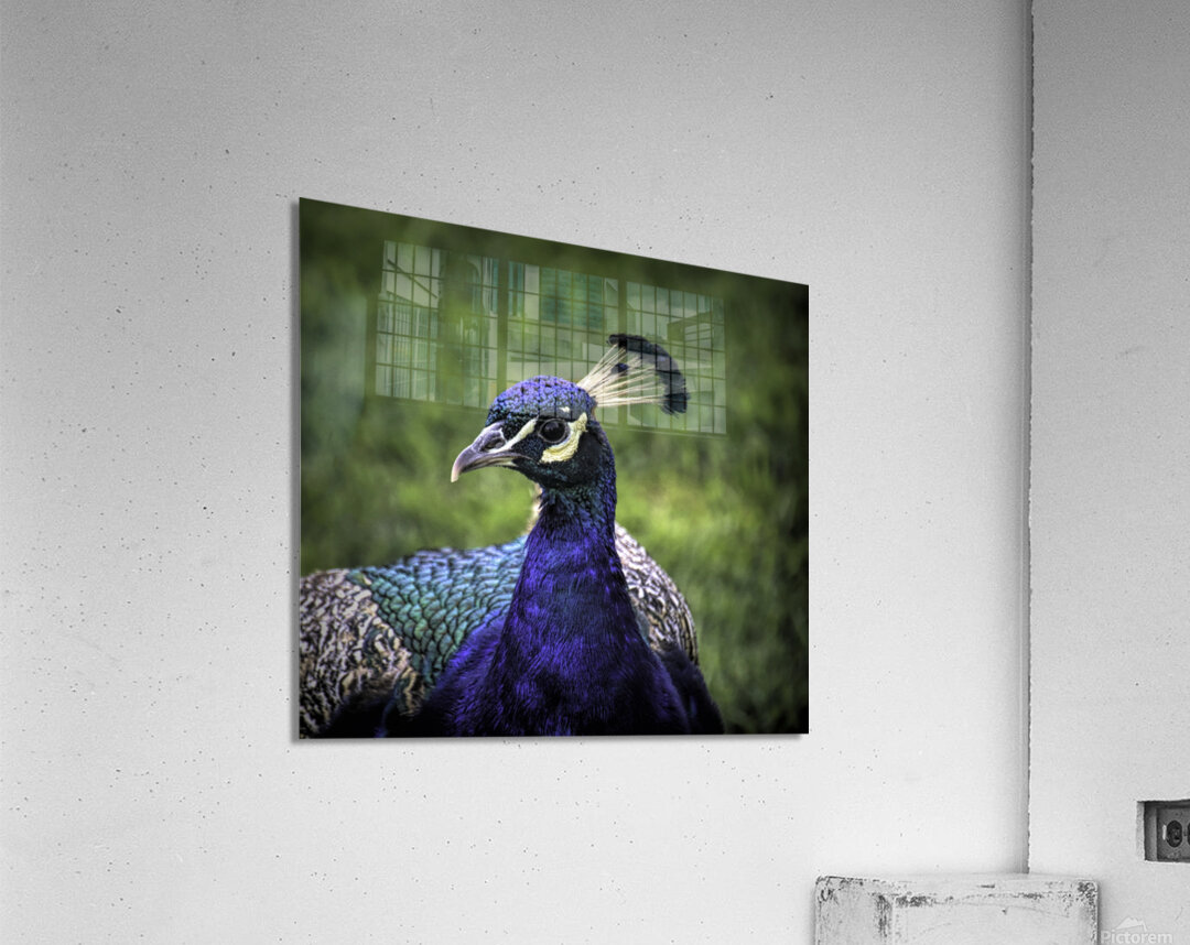Peacock Profile Impression acrylique