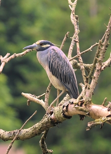 Studious Yellow Crown