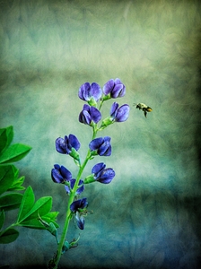 Bee Flying To A Purple Flower