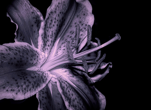 Black And White Stargazer Lily 