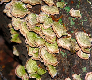 Green and White Turkey Tail 