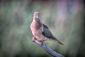 Sleeping With One Eye Open