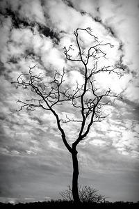 A Snag In Black and White