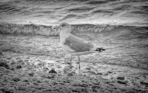 Black and White Sea Gull 