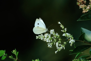 Cabbage White On A White Flower