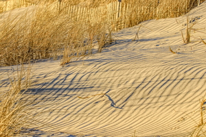 Golden Light On The Dune