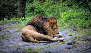 Will The Lion Sleep Tonight