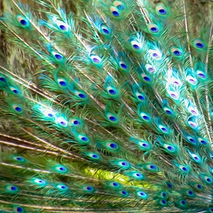 Peacock Feathers