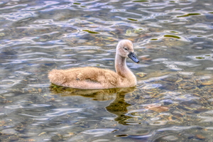 Cygnet On The Pond