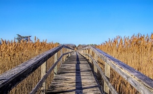 Walkway Through The Wetlands