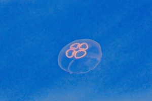Jellyfish