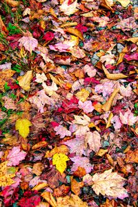 Leaves On The Neversink 