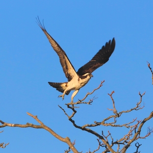 Osprey Takeoff