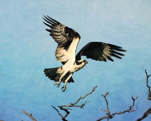 Osprey Taking Flight