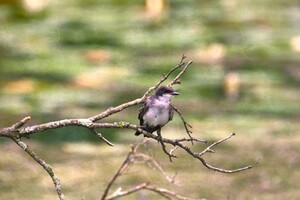 Peaceful Eastern King Bird