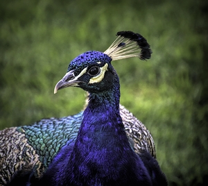 Peacock Profile