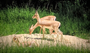 Slender Horn Gazelles