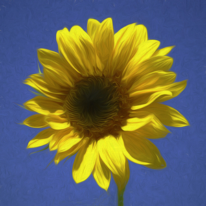 Sunflower And The Sky