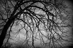 The Naked Tree Silhouette