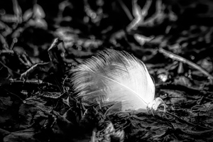 White Feather