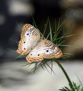 White Peacock