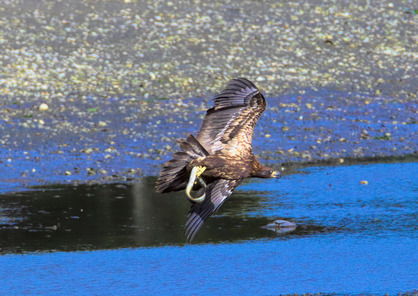 Baby s First Catch Print